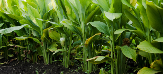 Turmeric Plants